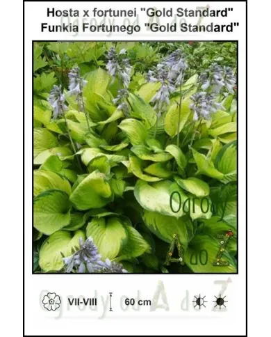 Hosta-x-fortunei-Gold-Standard.jpg