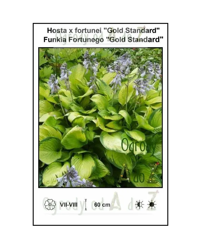Hosta-x-fortunei-Gold-Standard.jpg