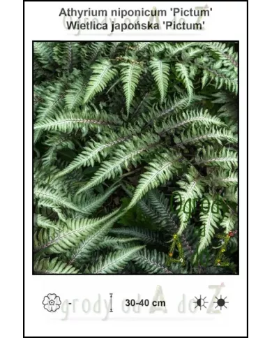 Athyrium-niponicum-Pictum