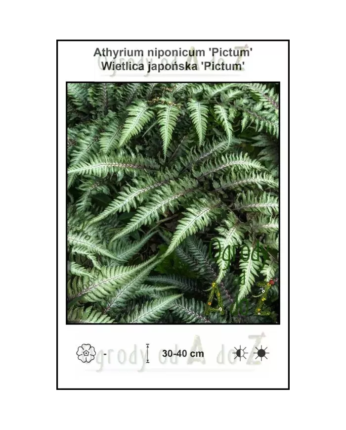 Athyrium-niponicum-Pictum