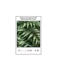 Athyrium-niponicum-Pictum