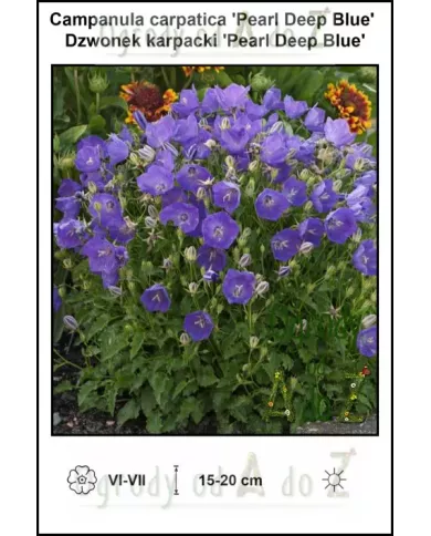 Campanula-carpatica-Pearl-Deep-Blue Campanula-carpatica-Pearl-Deep-Blue