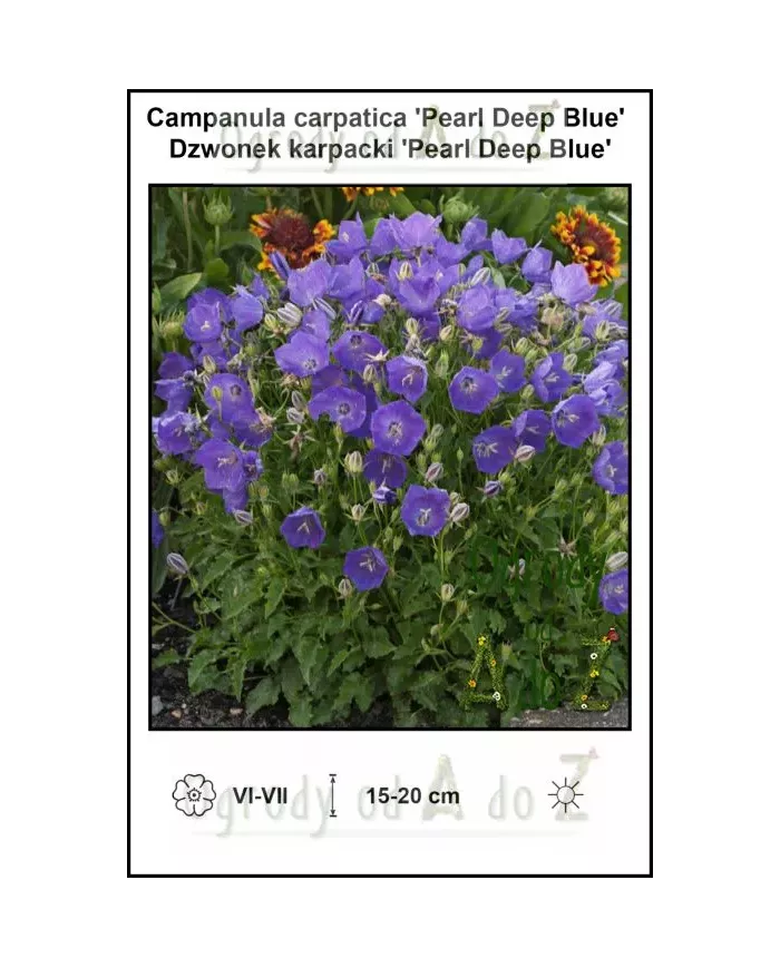 Campanula-carpatica-Pearl-Deep-Blue