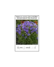 Campanula-carpatica-Pearl-Deep-Blue