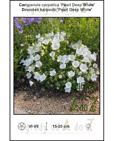 Campanula-carpatica-Pearl-Deep-White Campanula-carpatica-Pearl-Deep-White