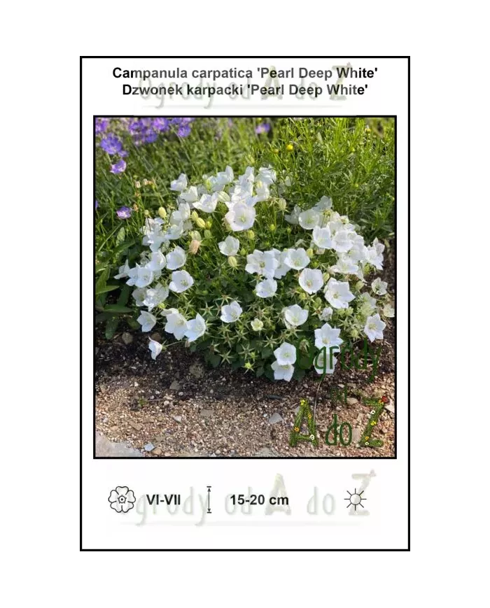 Campanula-carpatica-Pearl-Deep-White