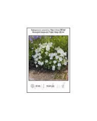 Campanula-carpatica-Pearl-Deep-White