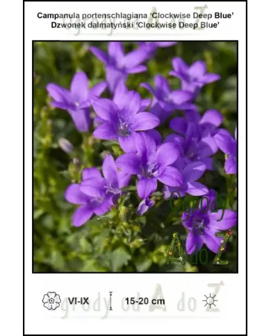 Campanula-portenschlagiana-Clockwise-Deep-Blue Campanula-portenschlagiana-Clockwise-Deep-Blue