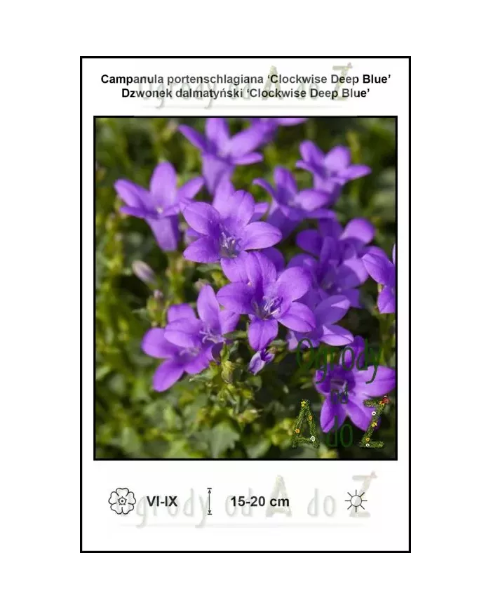 Campanula-portenschlagiana-Clockwise-Deep-Blue