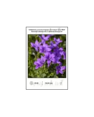Campanula-portenschlagiana-Clockwise-Deep-Blue