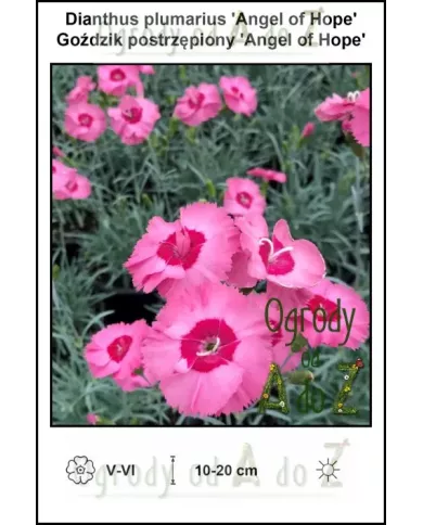 Dianthus-plumarius-Angel-of-Hope