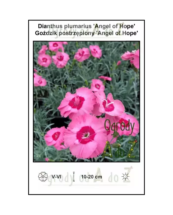 Dianthus-plumarius-Angel-of-Hope