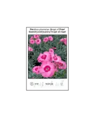 Dianthus-plumarius-Angel-of-Hope