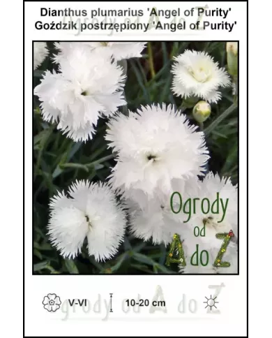 Dianthus-plumarius-Angel-of-Purity