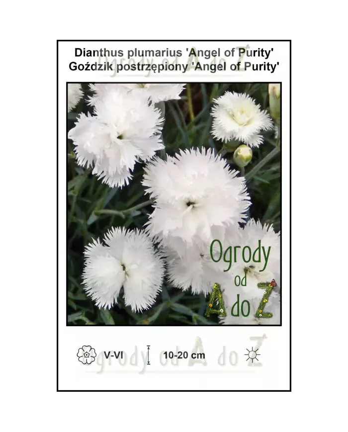 Dianthus-plumarius-Angel-of-Purity