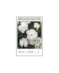 Dianthus-plumarius-Angel-of-Purity