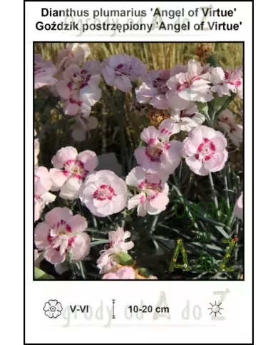 Dianthus-plumarius-Angel-of-Virtue