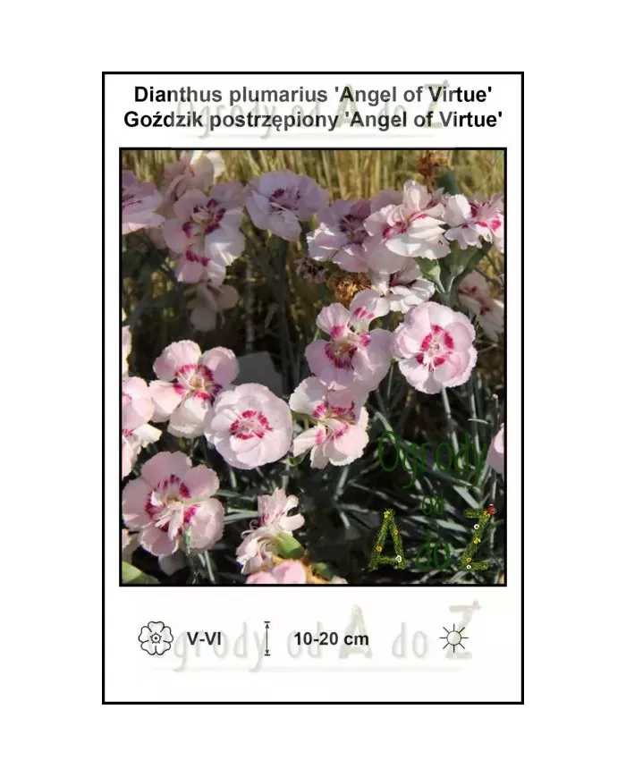 Dianthus-plumarius-Angel-of-Virtue