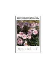 Dianthus-plumarius-Angel-of-Virtue