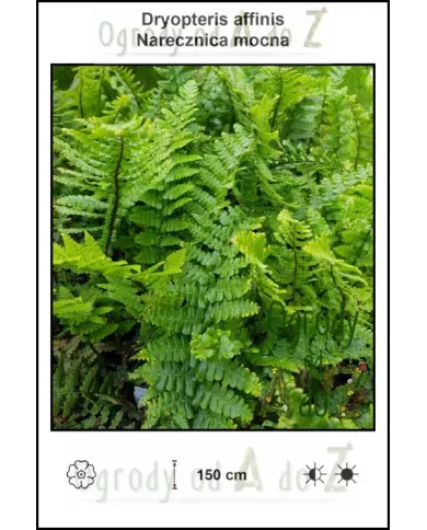 Dryopteris-affinis