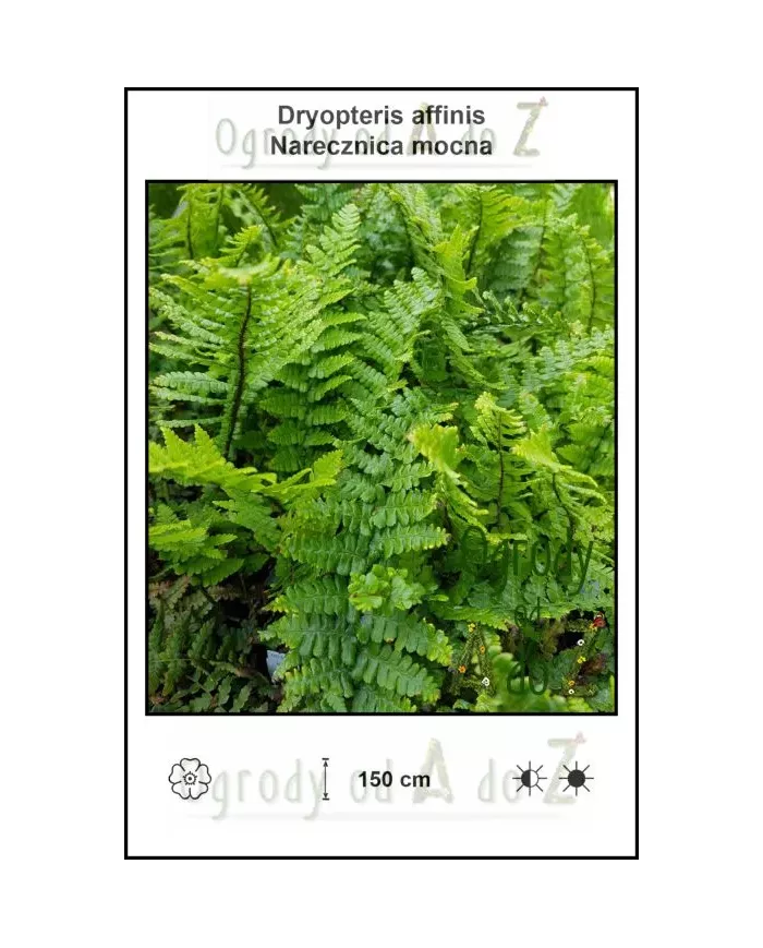 Dryopteris-affinis