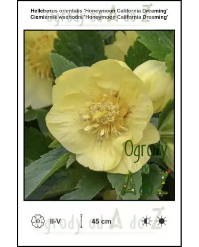 Helleborus-orientalis-Honeymoon-California-Dreaming