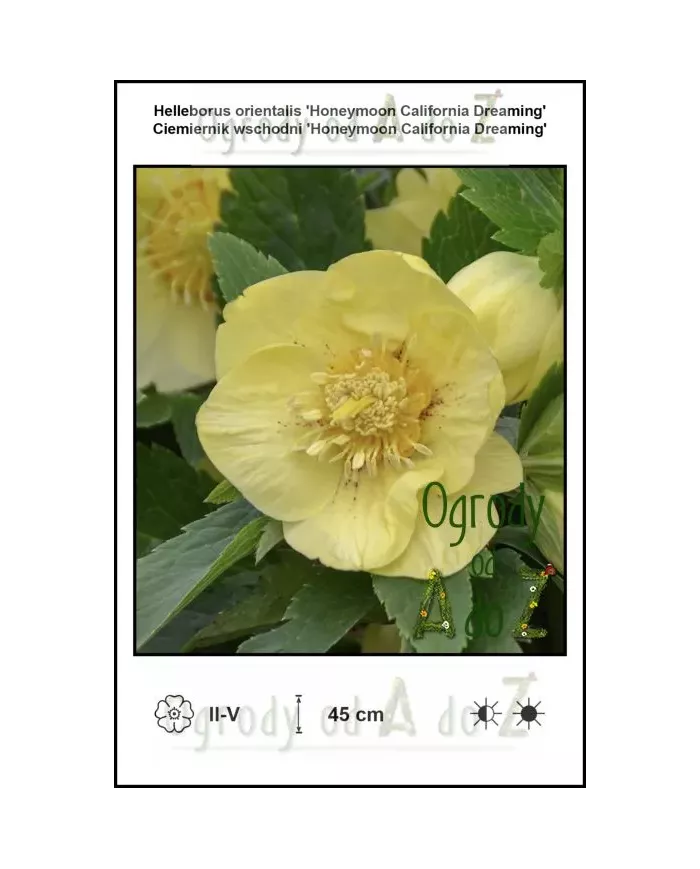 Helleborus-orientalis-Honeymoon-California-Dreaming