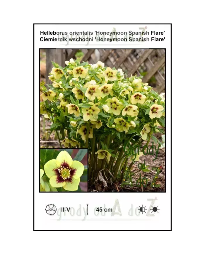 Helleborus-orientalis-Honeymoon-Spanish-Flare