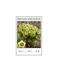 Helleborus-orientalis-Honeymoon-Spanish-Flare