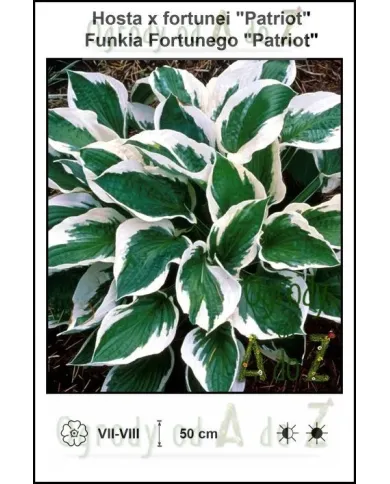Hosta-x-fortunei-Patriot.jpg