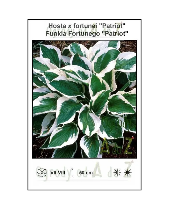 Hosta-x-fortunei-Patriot.jpg