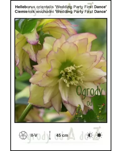 Helleborus-orientalis-Wedding-Party-First-Dance