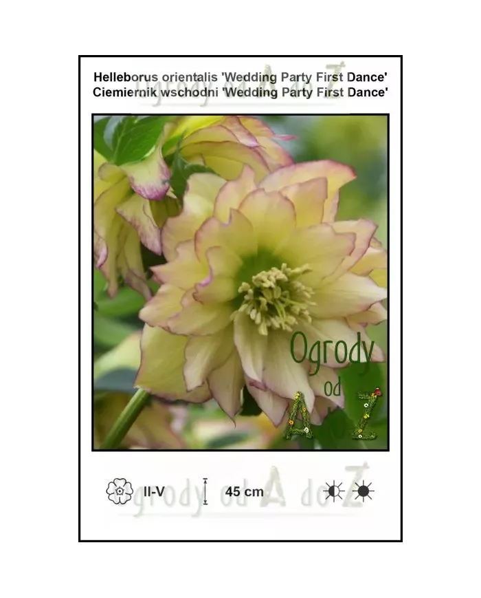 Helleborus-orientalis-Wedding-Party-First-Dance