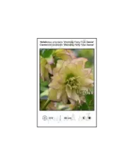 Helleborus-orientalis-Wedding-Party-First-Dance