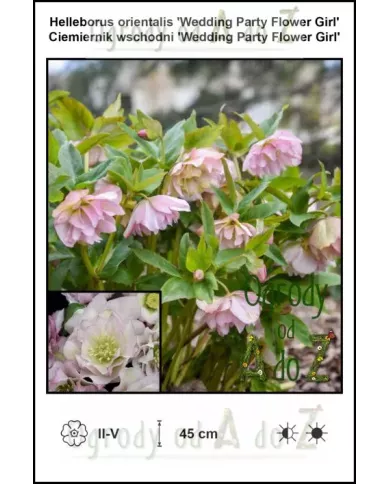 Helleborus-orientalis-Wedding-Party-Flower-Girl
