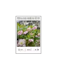 Helleborus-orientalis-Wedding-Party-Flower-Girl