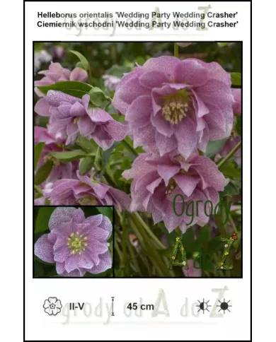 Helleborus-orientalis-Wedding-Party-Wedding-Crasher