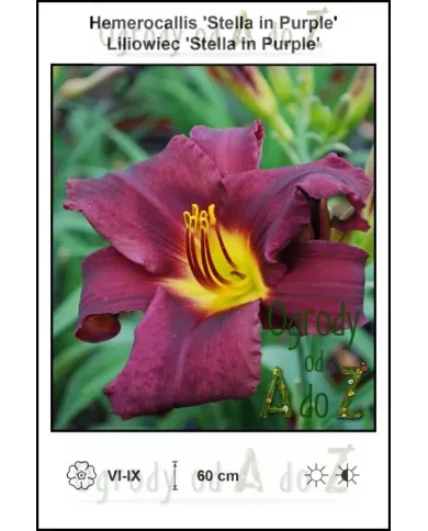 Hemerocallis-Stella-in-Purple Hemerocallis-Stella-in-Purple