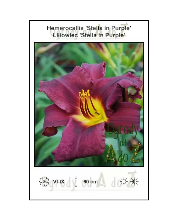 Hemerocallis-Stella-in-Purple