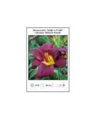 Hemerocallis-Stella-in-Purple