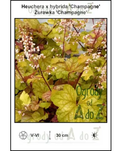 Heuchera-x-hybrida-Champagne Heuchera-x-hybrida-Champagne