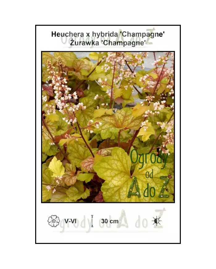 Heuchera-x-hybrida-Champagne