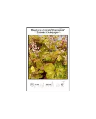 Heuchera-x-hybrida-Champagne