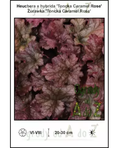 Heuchera-x-hybrida-Toncka-Caramel-Rose Heuchera-x-hybrida-Toncka-Caramel-Rose