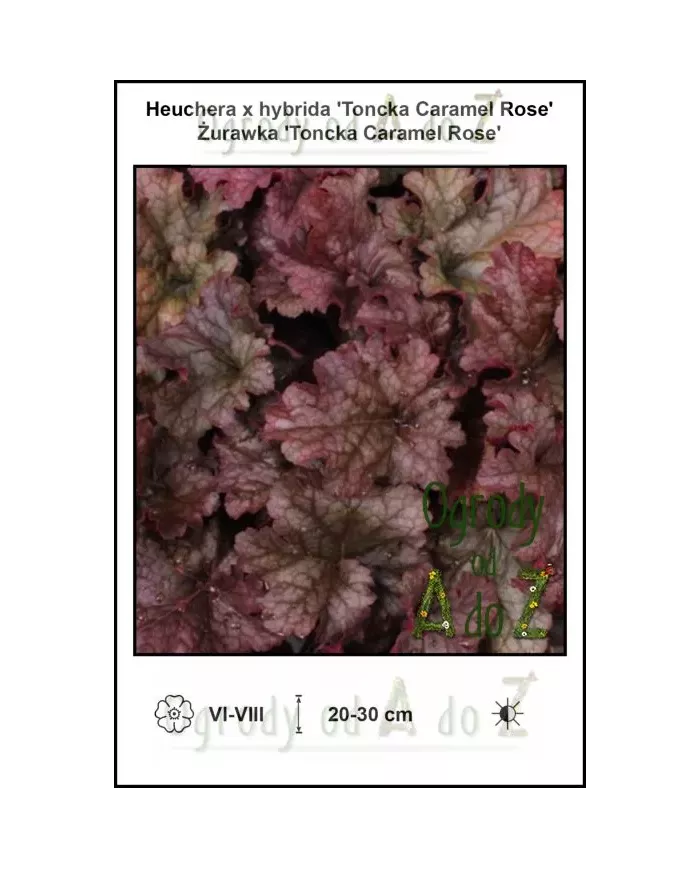 Heuchera-x-hybrida-Toncka-Caramel-Rose