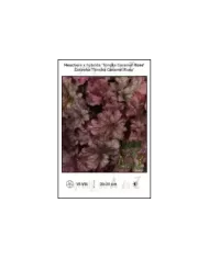 Heuchera-x-hybrida-Toncka-Caramel-Rose