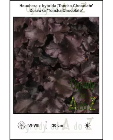 Heuchera-x-hybrida-Toncka-Chocolate Heuchera-x-hybrida-Toncka-Chocolate