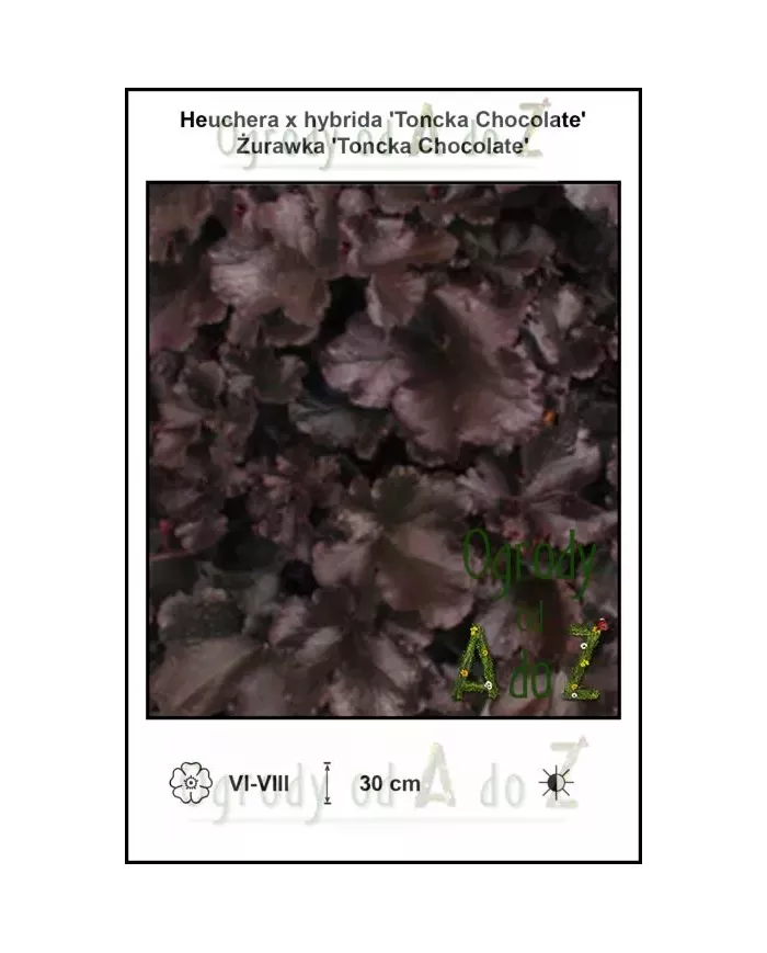 Heuchera-x-hybrida-Toncka-Chocolate