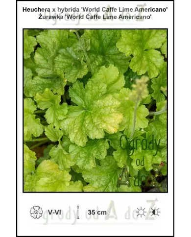 Heuchera-x-hybrida-World-Caffe-Lime-Americano Heuchera-x-hybrida-World-Caffe-Lime-Americano