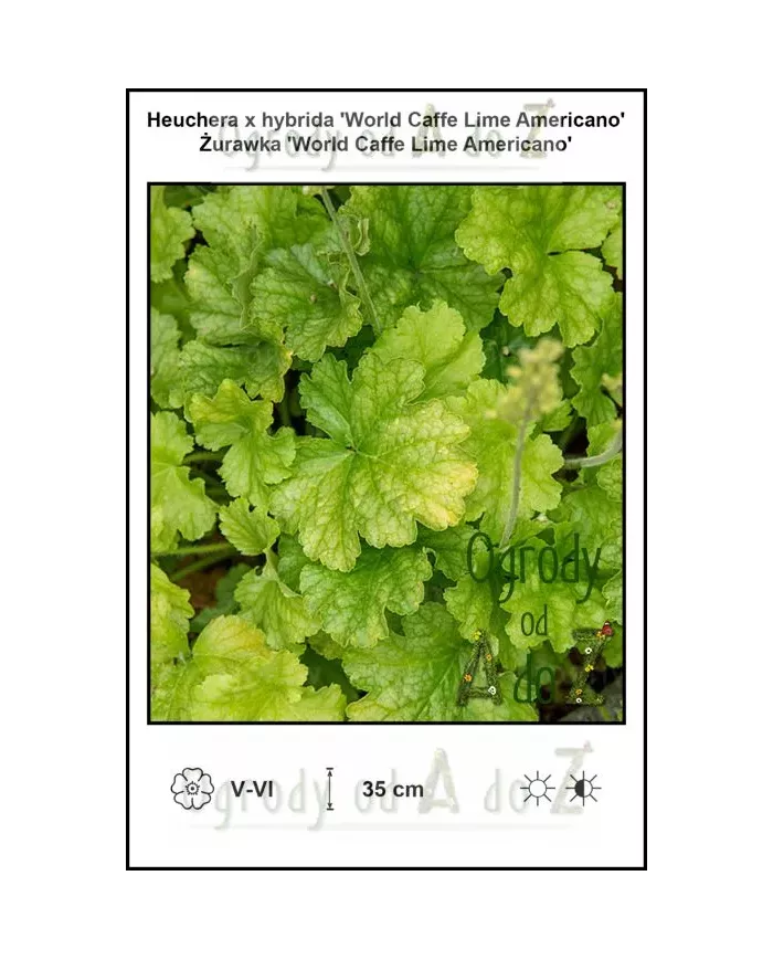 Heuchera-x-hybrida-World-Caffe-Lime-Americano
